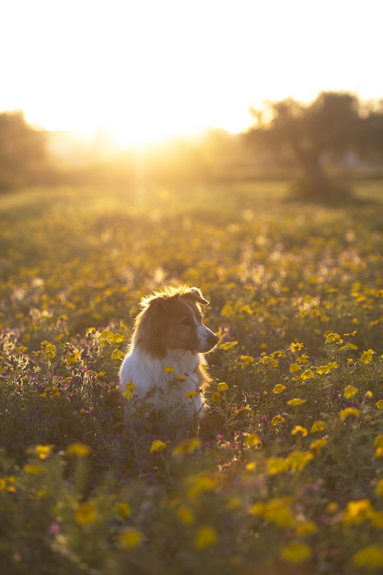 Dog sitting in a field of yellow wildflowers bathed in warm sunset light, Gonzalo Bendito photography