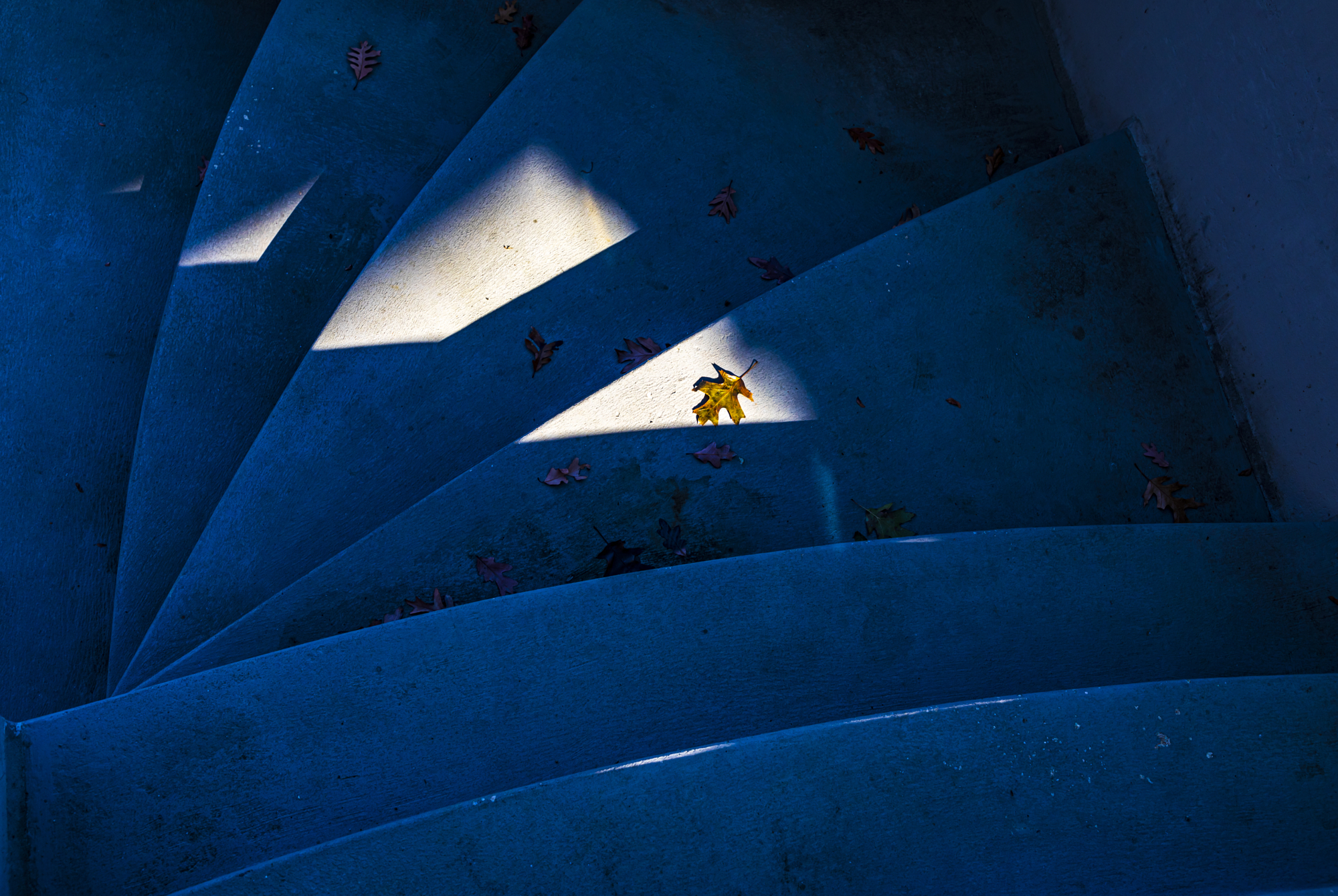 Concrete stairs in cool blue open shade with a single yellow oak leaf caught in a patch of warm direct sunlight