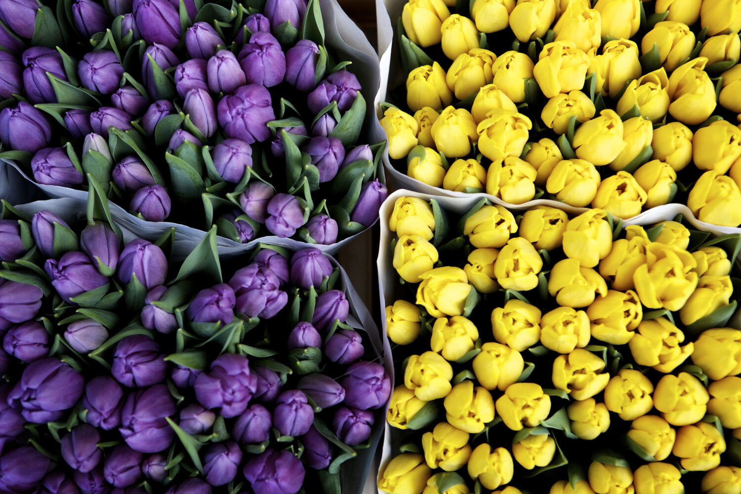 Using Complementary Colors to Create Impactful Photos
