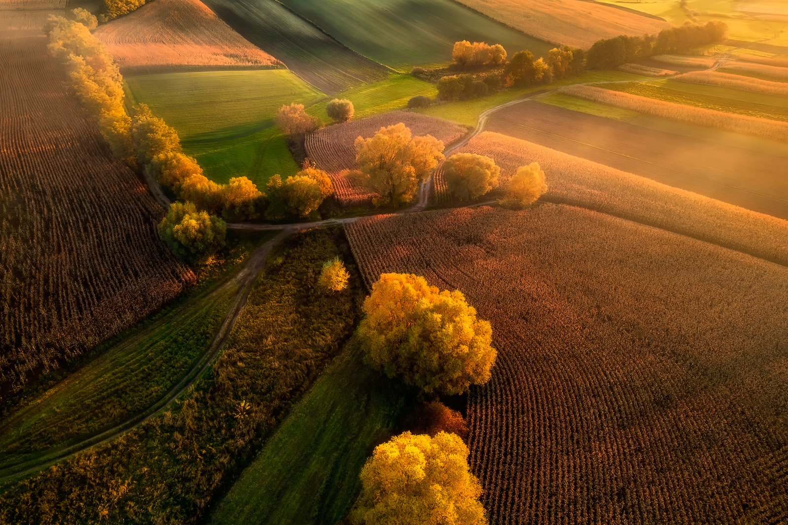 Aerial view of farm fields and golden autumn trees along a winding dirt road in warm, low evening light.