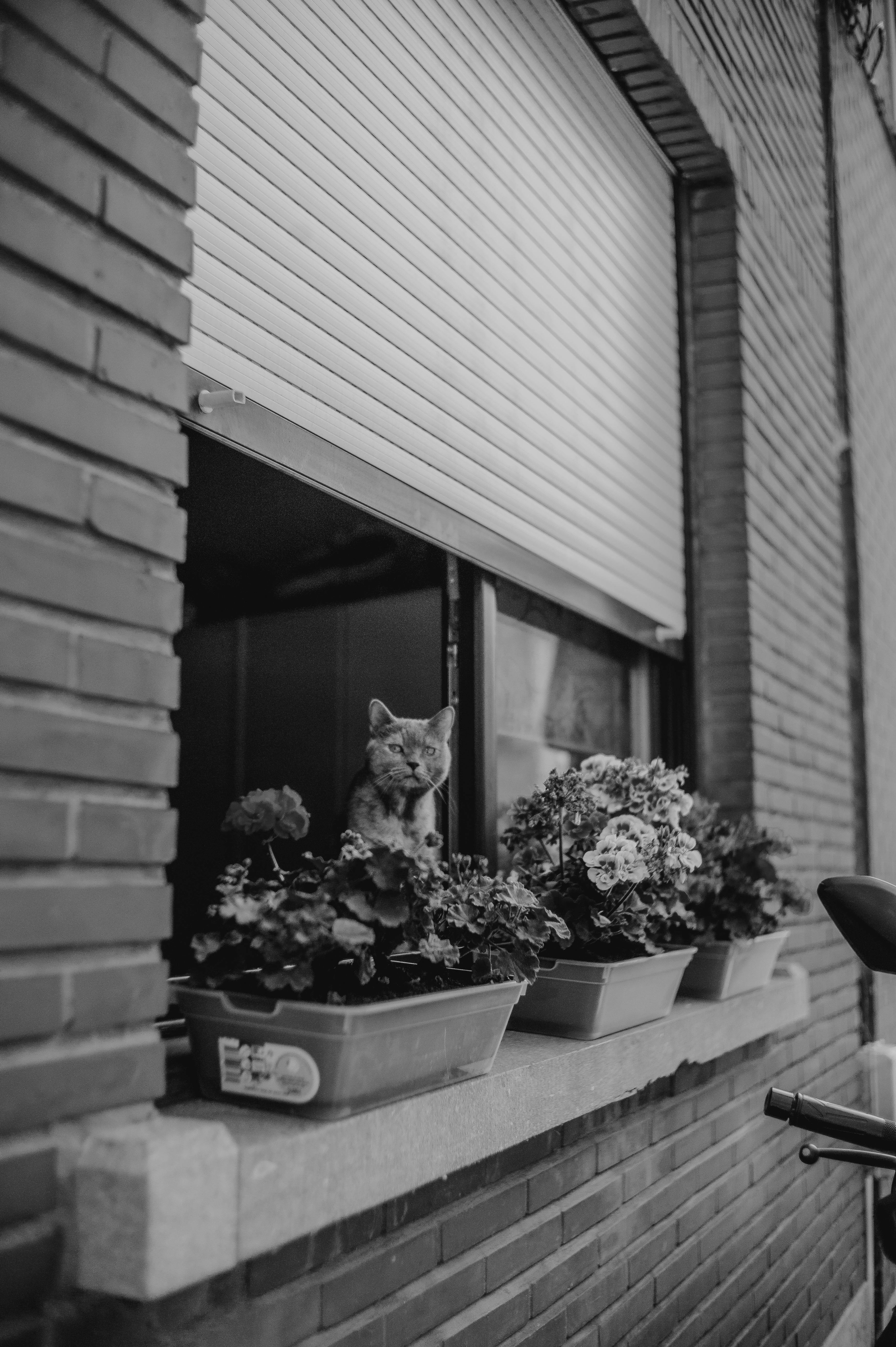 Cat sitting in an open window above boxes of geraniums on a brick wall, from Eline Deckers's street photography.