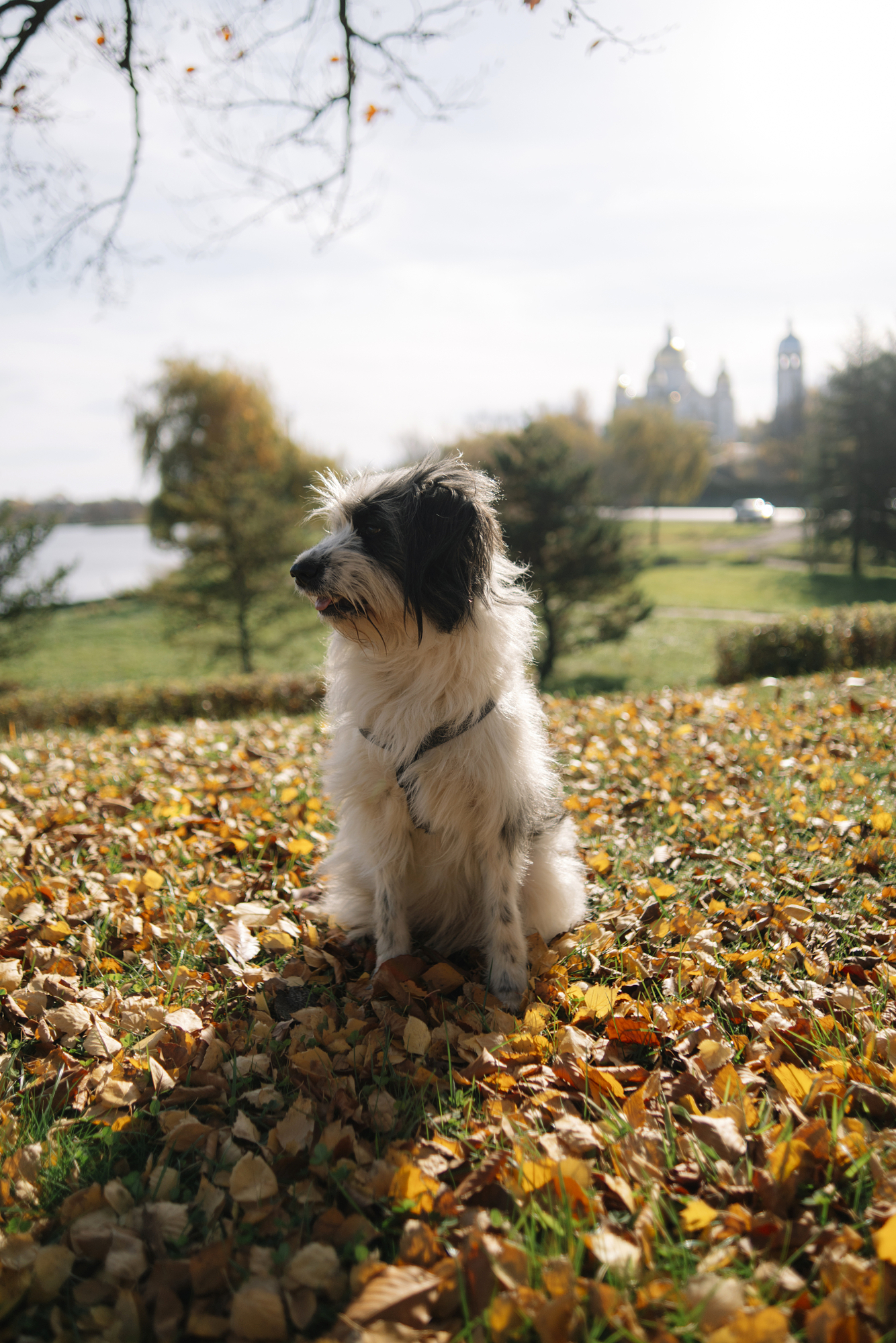 A small black and white dog sitting on a bed of crisp fallen leaves in a sunlit park, demonstrating the warm outdoor photography light characteristic of summer to fall photography.