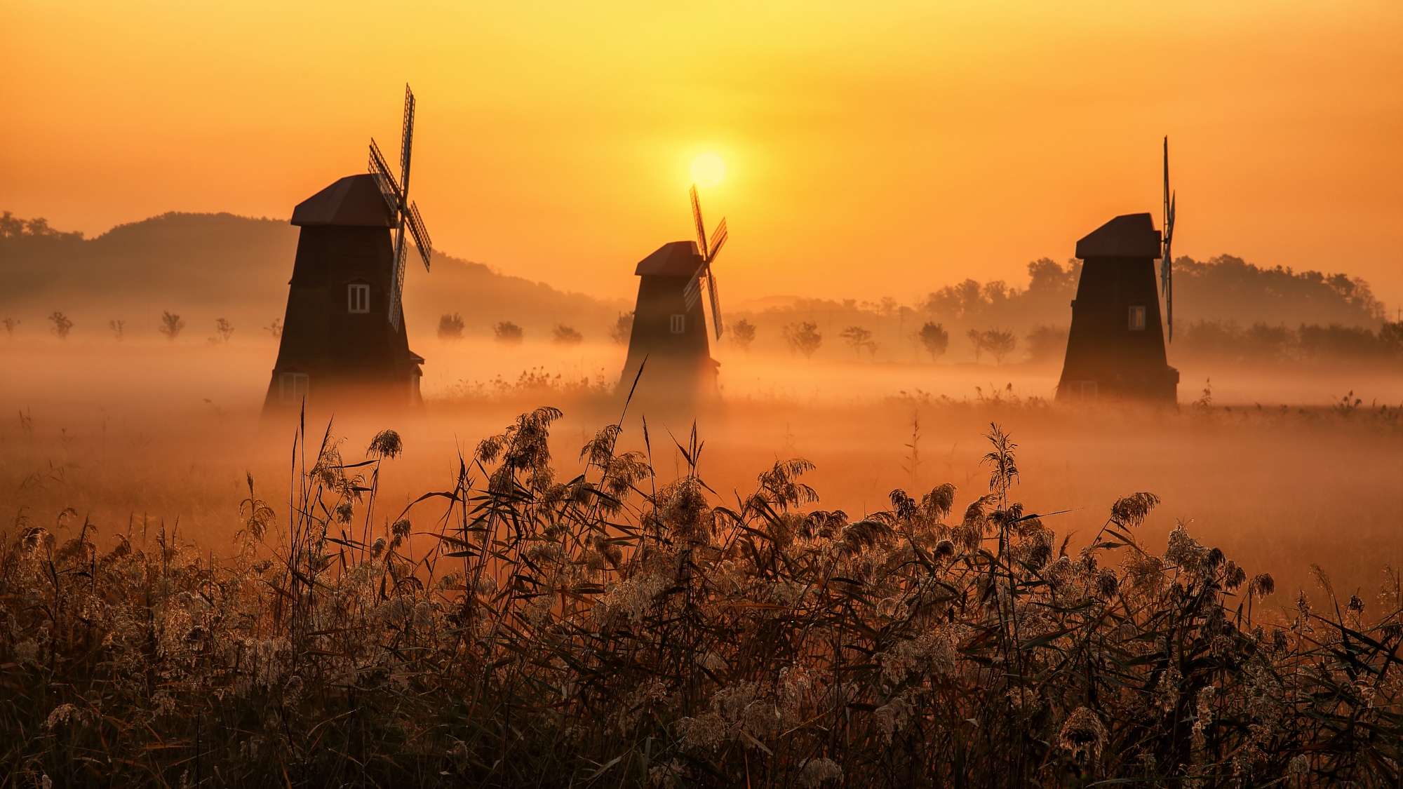 Three traditional windmills emerging from morning mist at sunrise, showcasing golden hour fall photography and soft autumn light photography over a field of tall reeds.