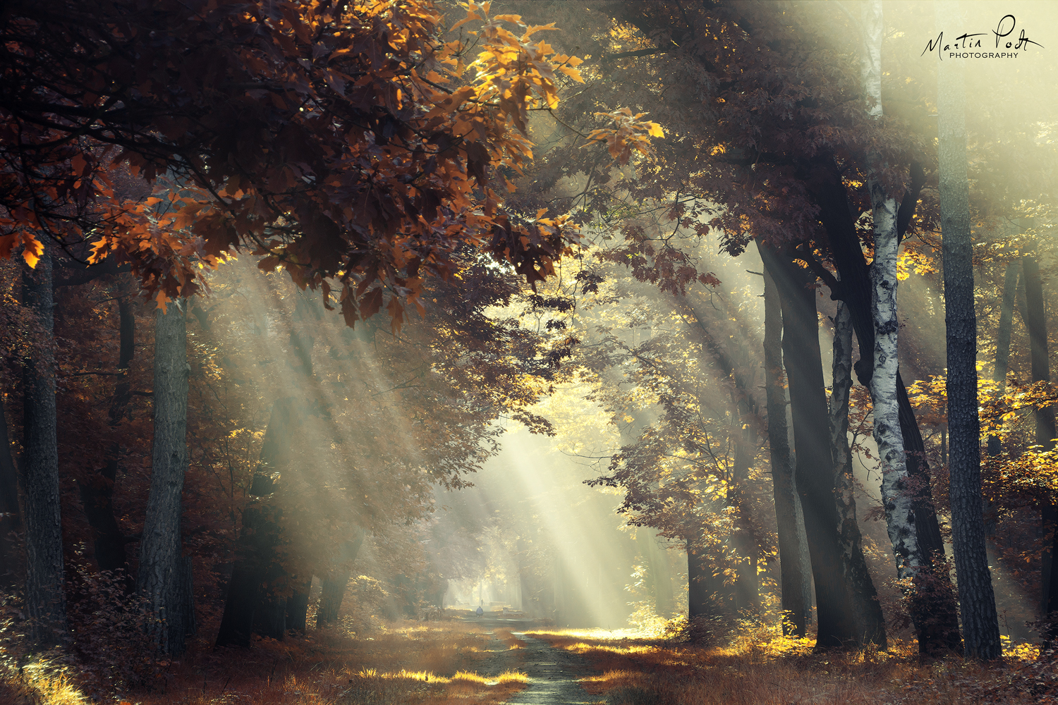 Dramatic sunbeams piercing through a forest canopy of mixed green and orange leaves, illustrating how to capture shifting light in transitional season photography.