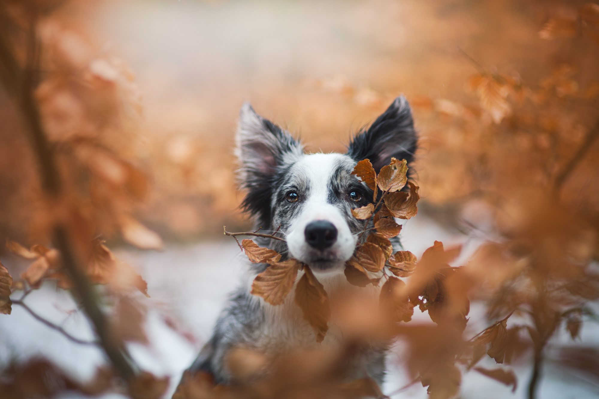 Close-up portrait of a black and white dog beautifully framed by dry orange leaves, emphasizing warm nature photography color and the emotional mood of the changing seasons.
